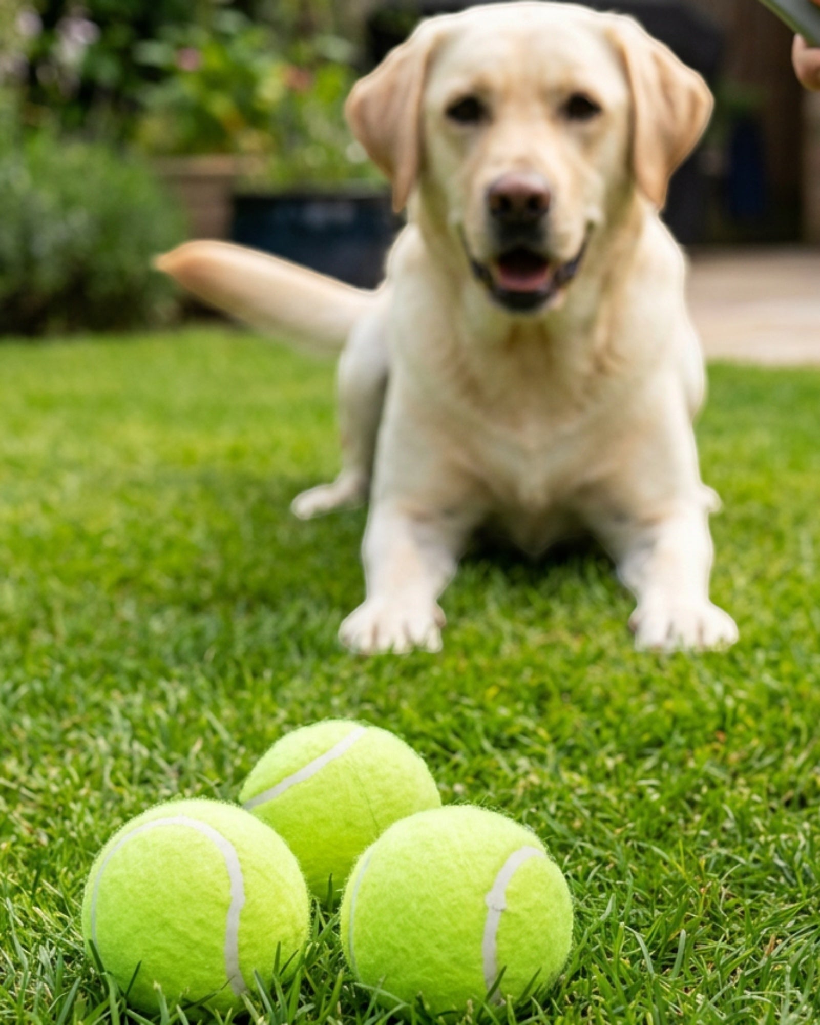 Vovn Tennis Ball Dog Toy Set Lime 3 Pack